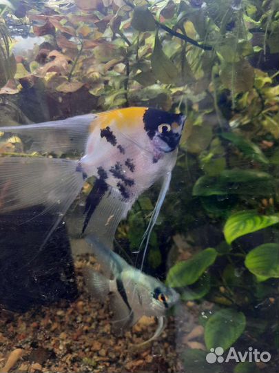 Аквариумные рыбки