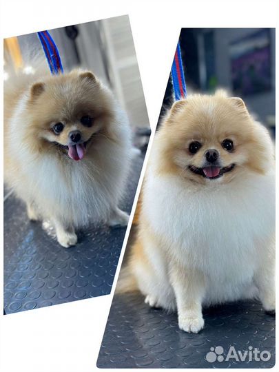 Груминг - стрижка собак и кошек