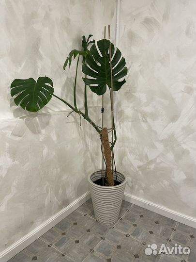 Монстерра с горшком