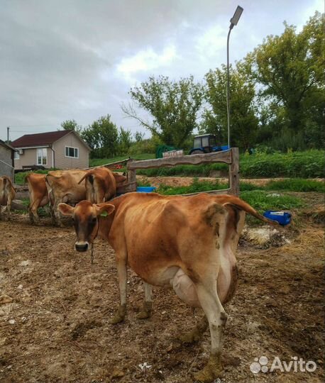 Тёлочка Джерси / Jersey