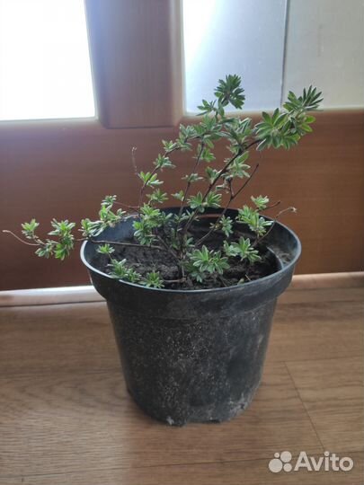 Лапчатка кустарниковая желтая