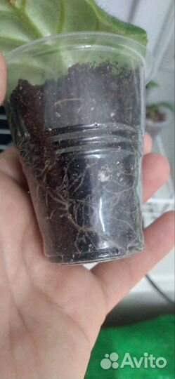 Детки сортовых фиалок