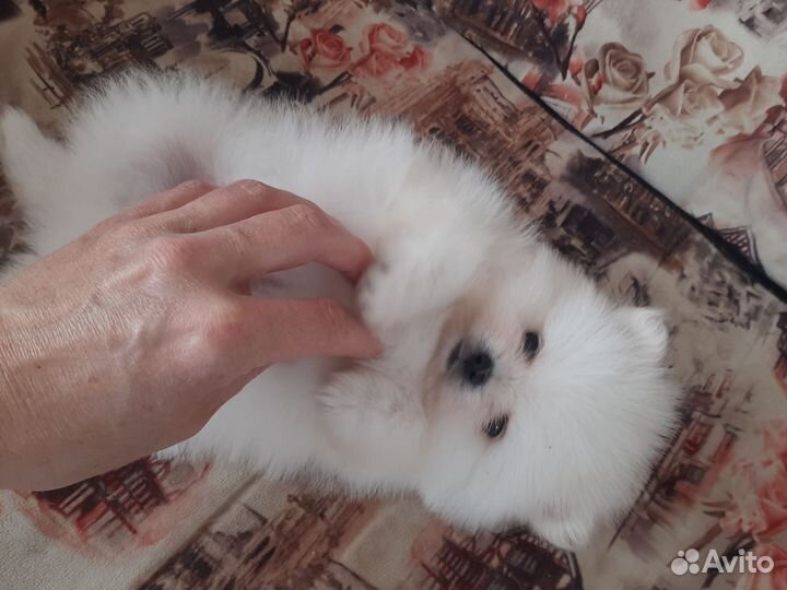 Щенки шпица