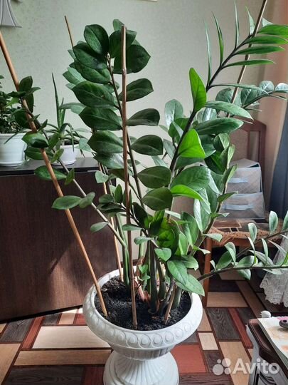 Замиокулькас