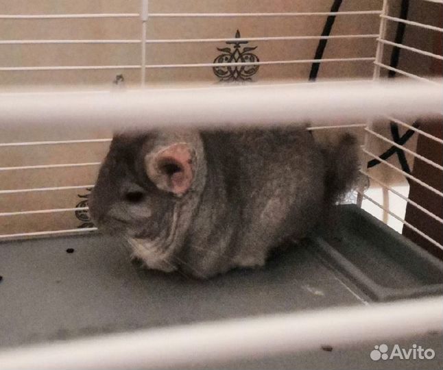 Шиншилла девочка с клеткой