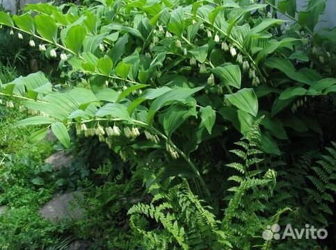 Купена многоцветковая