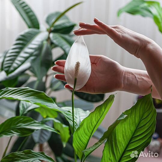 Цветок женское счастье