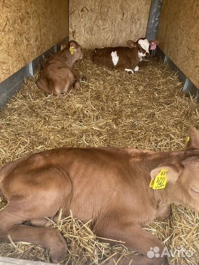 Телята бычки лимузин