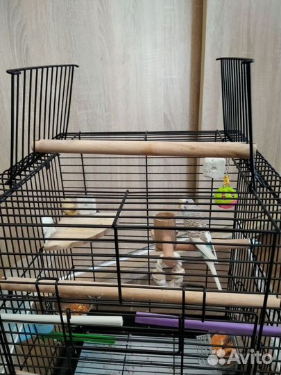 Волнистый попугай с просторной клеткой