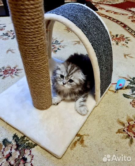 Шотландская кошка