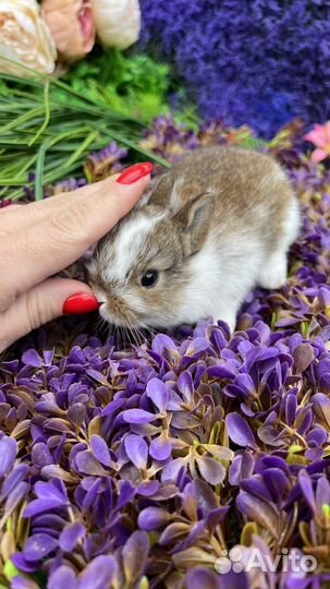 Кролики декоративные