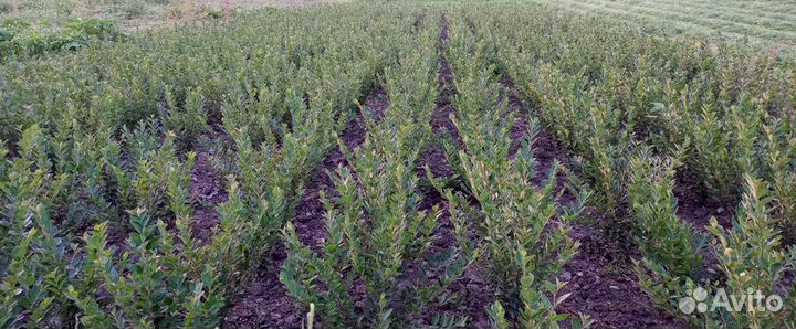 Кизильник блестящий