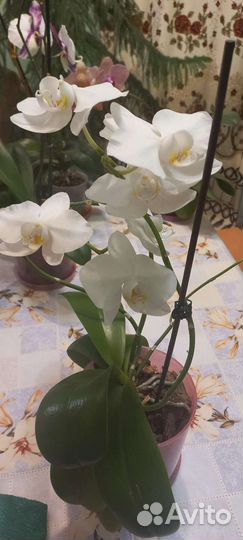 Орхидея фаленопсис