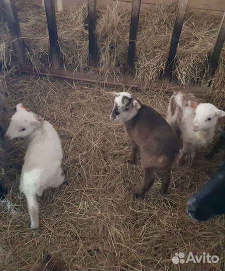 Продаю барашка для Вас. Катумская баранина