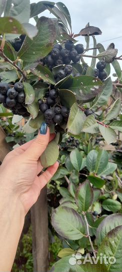 Черноплодная рябина ягоды