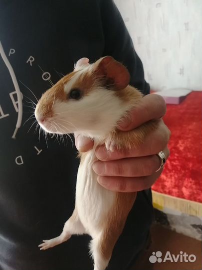 Морские свинки