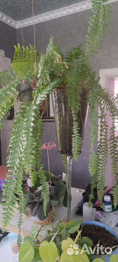 Комнатные цветы