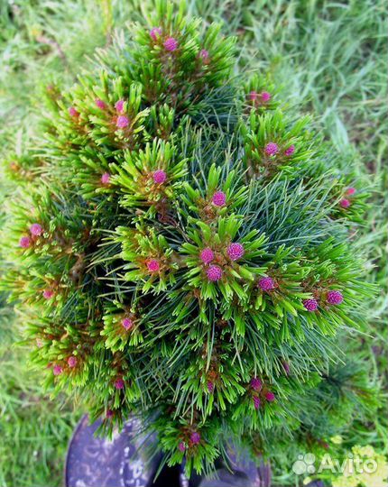 Сосна кедровая (кедр) Рекордистка и Президент