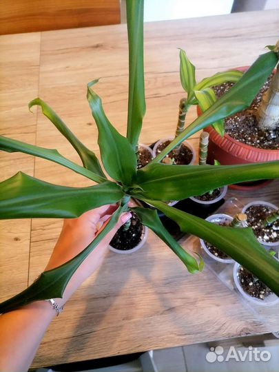 Пальма, хлорофитум, золотой ус