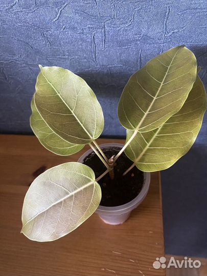Фикус коллекционный