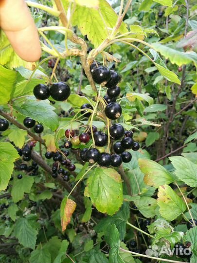 Ягоды, чёрная, красная смородина, крыжовник