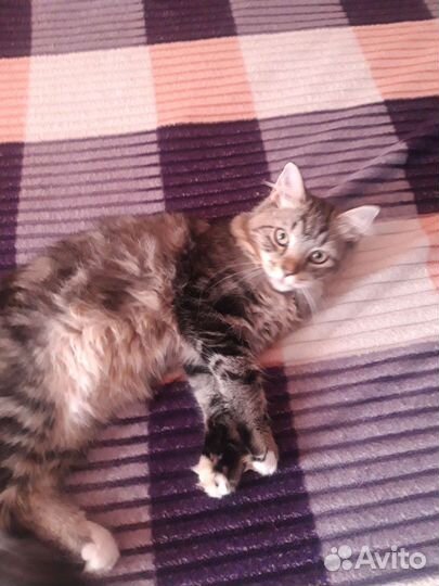 Кошки бесплатно