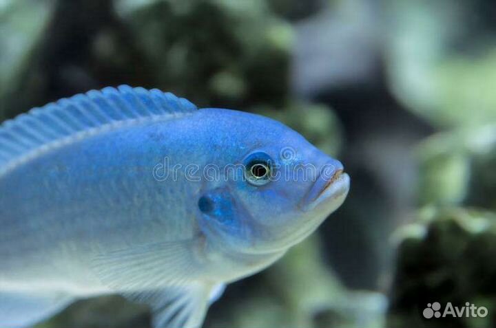 Цихлиды Кобальтовая зебра