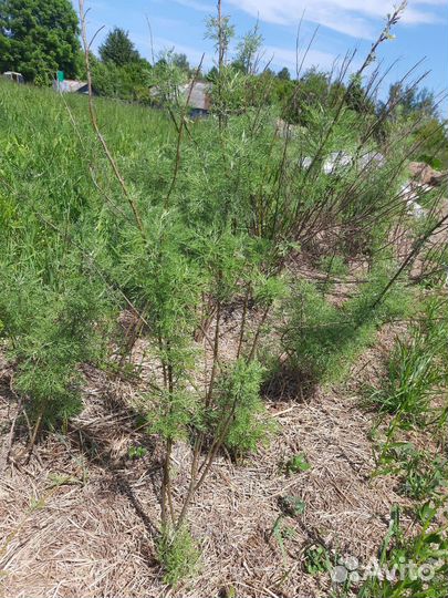 Мята кудрявая, перечная, мелисса, божье дерево