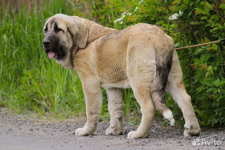 Щенки испанского мастифа