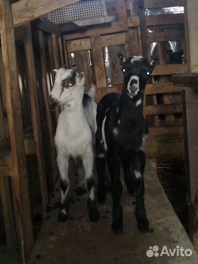 Козлики. Козочки