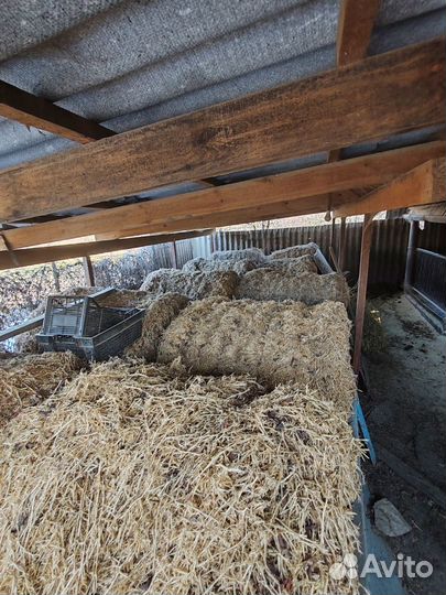 Солома гороховая