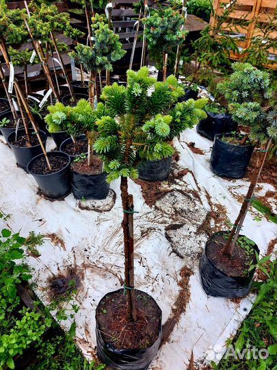 Ель ситхинская Зильберцверг штамб 60см