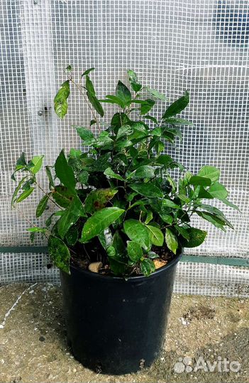 Чай/Китайская камелия