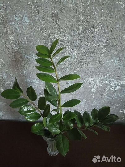 Комнатные растения