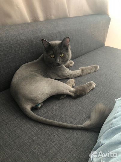 Стрижка котов, кошек и собак (грумер)