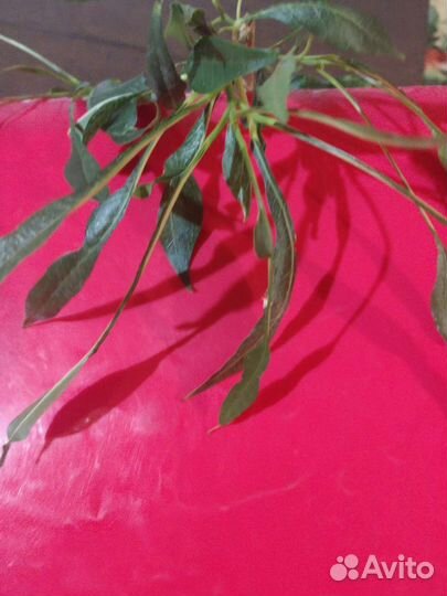 Фикусы редкие(рваный,барок,Нина,Ирэн,Индонезия)