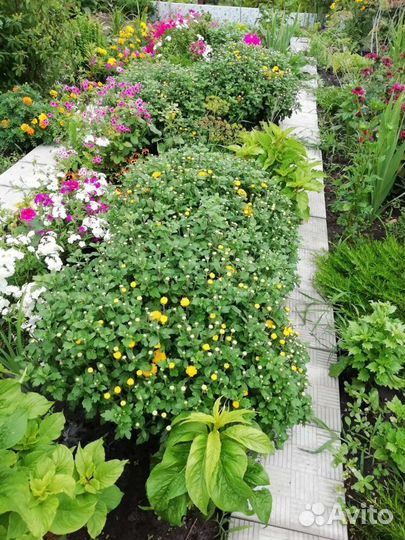 Хризантема