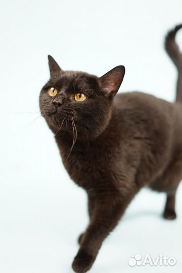 Кошечки и котики из приюта для бездомных животных