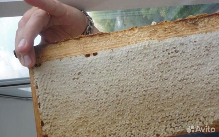 Мёд натуральный из Алтая опт от 16кг