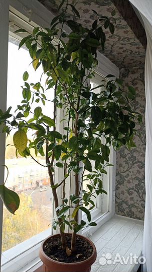 Дикий мандарин для дома (мандариновое дерево)