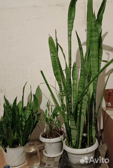 Сансевьеры щучий хвост, дримиопсис, кливия
