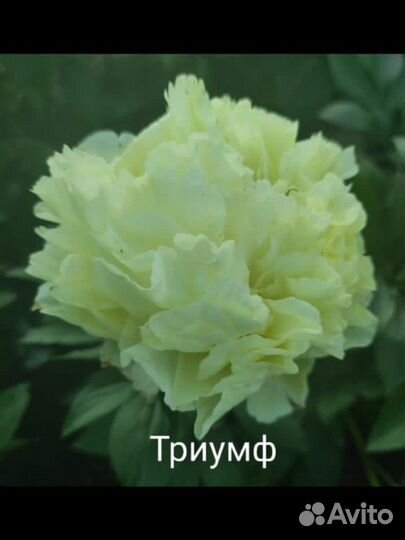 Пион желтый саженцы