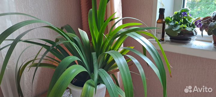 Комнатные растения цветы