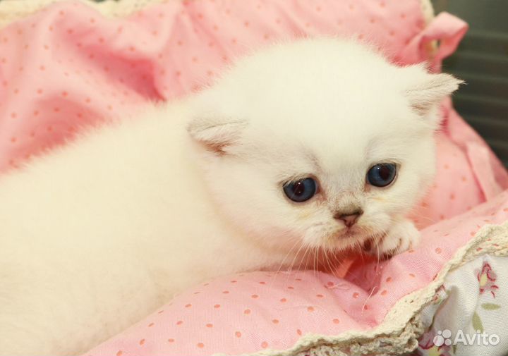 Британские шиншиллы с сапфировыми глазками