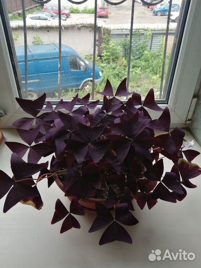 Домашние цветы - фикусы, шефлеры и др