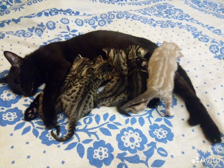 Котята метисы