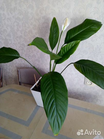 Спатифиллум