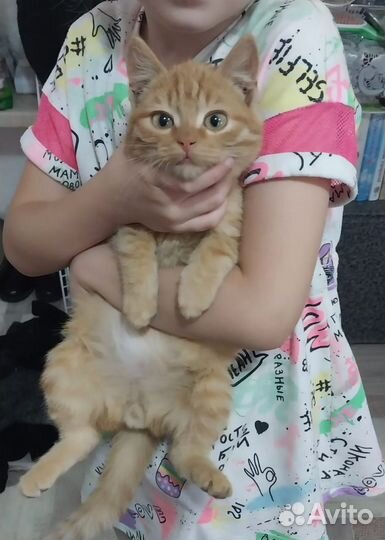 Рыжий красавец