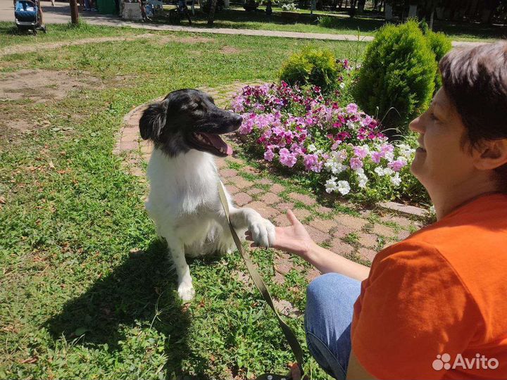 Собака в добрые руки