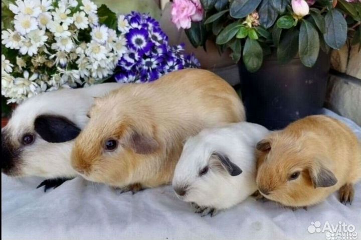 Морские свинки